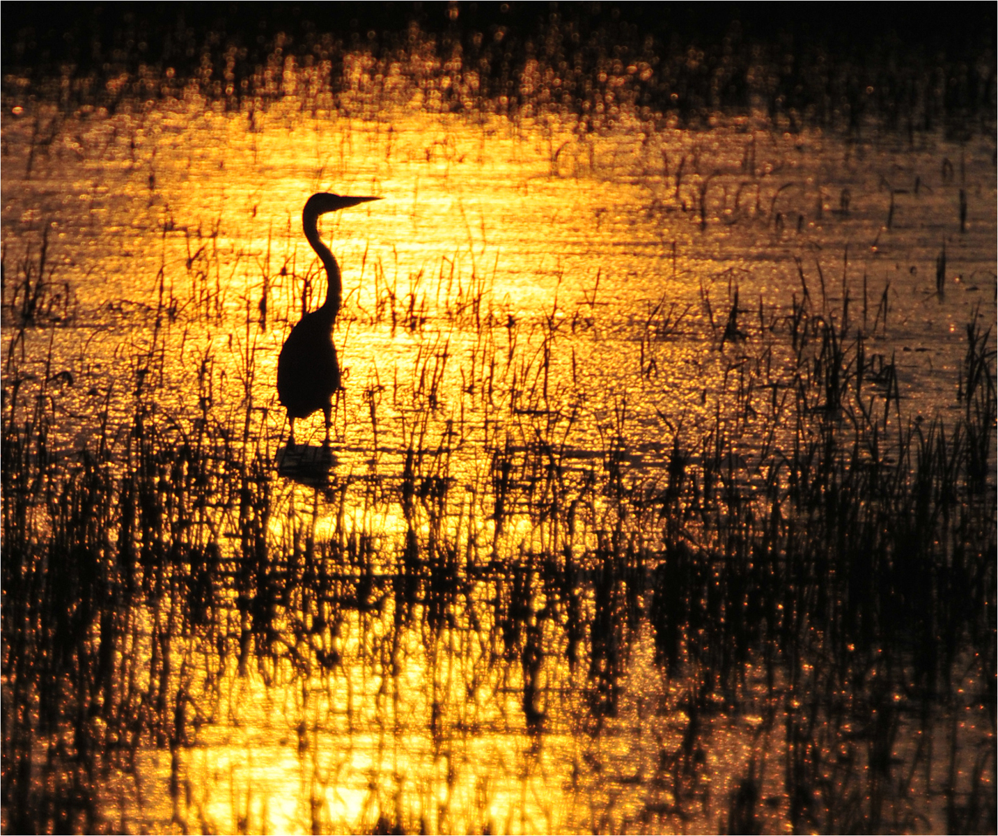 Cattle Egret - Mark Rivers